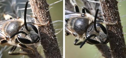 Lasioglossum nigripes